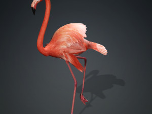 DOWNLOAD FLAMINGO 3D MODEL ANIMATED - FLAMINGO DINOSAUR DINOSAUR FLAMINGO DINOSAUR BIRD 3D Модель