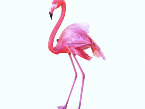 DOWNLOAD FLAMINGO 3D MODEL ANIMATED - FLAMINGO DINOSAUR DINOSAUR FLAMINGO DINOSAUR BIRD 3D Модель