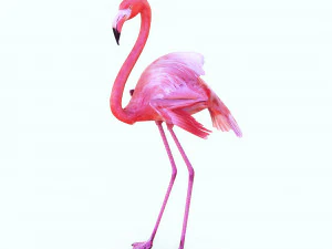 SCARICA FENICOTTERO MODELLO 3D ANIMATO - FENICOTTERO DINOSAURO DINOSAURO FENICOTTERO DINOSAURO UCCELLO Modello 3D