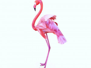DOWNLOAD FLAMINGO 3D MODEL ANIMATED - FLAMINGO DINOSAUR DINOSAUR FLAMINGO DINOSAUR BIRD 3D Модель