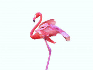 DOWNLOAD FLAMINGO 3D MODEL ANIMATED - FLAMINGO DINOSAUR DINOSAUR FLAMINGO DINOSAUR BIRD 3D Модель