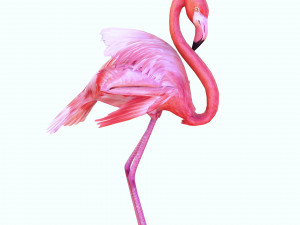 DOWNLOAD FLAMINGO 3D MODEL ANIMATED - FLAMINGO DINOSAUR DINOSAUR FLAMINGO DINOSAUR BIRD 3D Модель