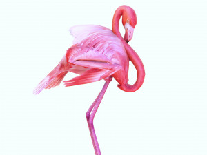 DOWNLOAD FLAMINGO 3D MODEL ANIMATED - FLAMINGO DINOSAUR DINOSAUR FLAMINGO DINOSAUR BIRD 3D Модель