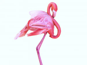 SCARICA FENICOTTERO MODELLO 3D ANIMATO - FENICOTTERO DINOSAURO DINOSAURO FENICOTTERO DINOSAURO UCCELLO Modello 3D