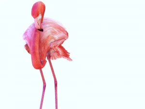 SCARICA FENICOTTERO MODELLO 3D ANIMATO - FENICOTTERO DINOSAURO DINOSAURO FENICOTTERO DINOSAURO UCCELLO Modello 3D