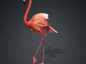 DOWNLOAD FLAMINGO 3D MODEL ANIMATED - FLAMINGO DINOSAUR DINOSAUR FLAMINGO DINOSAUR BIRD 3D Модель