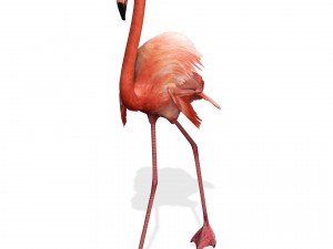 DOWNLOAD FLAMINGO 3D MODEL ANIMATED - FLAMINGO DINOSAUR DINOSAUR FLAMINGO DINOSAUR BIRD 3D Модель