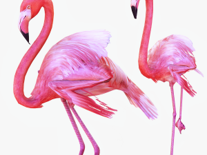 DOWNLOAD FLAMINGO 3D MODEL ANIMATED - FLAMINGO DINOSAUR DINOSAUR FLAMINGO DINOSAUR BIRD 3D Модель