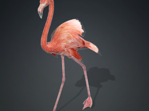 DOWNLOAD FLAMINGO 3D MODEL ANIMATED - FLAMINGO DINOSAUR DINOSAUR FLAMINGO DINOSAUR BIRD 3D Модель