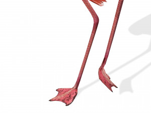 DOWNLOAD FLAMINGO 3D MODEL ANIMATED - FLAMINGO DINOSAUR DINOSAUR FLAMINGO DINOSAUR BIRD 3D Модель