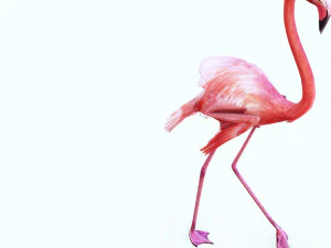 SCARICA FENICOTTERO MODELLO 3D ANIMATO - FENICOTTERO DINOSAURO DINOSAURO FENICOTTERO DINOSAURO UCCELLO Modello 3D