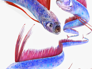 DOWNLOAD HAIRTAIL DOWNLOAD FISH DINOSAUR DINOSAUR HAIRTAIL FISH 3D MODEL ANIMATED - HAIRTAIL 3Dモデル