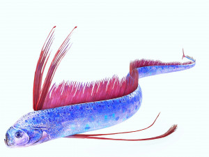 DOWNLOAD HAIRTAIL DOWNLOAD FISH DINOSAUR DINOSAUR HAIRTAIL FISH 3D MODEL ANIMATED - HAIRTAIL Model 3D