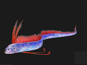 DOWNLOAD HAIRTAIL DOWNLOAD FISH DINOSAUR DINOSAUR HAIRTAIL FISH 3D MODEL ANIMATED - HAIRTAIL Model 3D