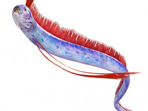 DOWNLOAD HAIRTAIL DOWNLOAD FISH DINOSAUR DINOSAUR HAIRTAIL FISH 3D MODEL ANIMATED - HAIRTAIL Model 3D