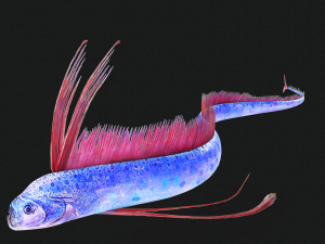 DOWNLOAD HAIRTAIL DOWNLOAD FISH DINOSAUR DINOSAUR HAIRTAIL FISH 3D MODEL ANIMATED - HAIRTAIL Model 3D