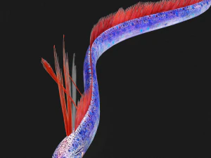 SCARICA CODA DI CAPELLI SCARICA DINOSAURO PESCE DINOSAURO CODA DI CAPELLI PESCE MODELLO 3D ANIMATO - CODA DI CAPELLI Modello 3D