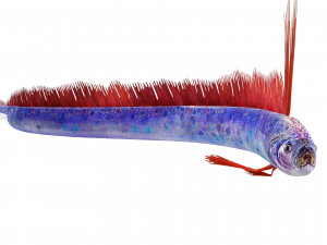 DOWNLOAD HAIRTAIL DOWNLOAD FISH DINOSAUR DINOSAUR HAIRTAIL FISH 3D MODEL ANIMATED - HAIRTAIL Model 3D