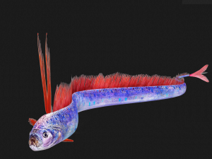 DOWNLOAD HAIRTAIL DOWNLOAD FISH DINOSAUR DINOSAUR HAIRTAIL FISH 3D MODEL ANIMATED - HAIRTAIL Model 3D