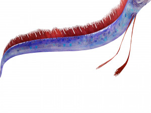 DOWNLOAD HAIRTAIL DOWNLOAD FISH DINOSAUR DINOSAUR HAIRTAIL FISH 3D MODEL ANIMATED - HAIRTAIL Model 3D