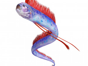DOWNLOAD HAIRTAIL DOWNLOAD FISH DINOSAUR DINOSAUR HAIRTAIL FISH 3D MODEL ANIMATED - HAIRTAIL Model 3D