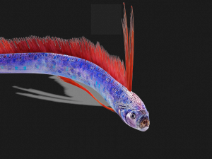 DOWNLOAD HAIRTAIL DOWNLOAD FISH DINOSAUR DINOSAUR HAIRTAIL FISH 3D MODEL ANIMATED - HAIRTAIL Model 3D
