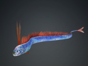 DOWNLOAD HAIRTAIL DOWNLOAD FISH DINOSAUR DINOSAUR HAIRTAIL FISH 3D MODEL ANIMATED - HAIRTAIL Model 3D