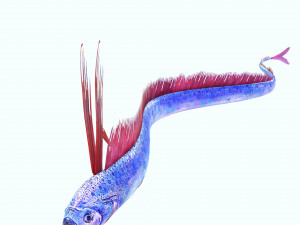 DOWNLOAD HAIRTAIL DOWNLOAD FISH DINOSAUR DINOSAUR HAIRTAIL FISH 3D MODEL ANIMATED - HAIRTAIL Model 3D