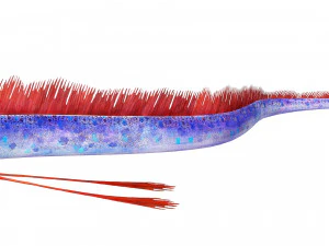 SCARICA CODA DI CAPELLI SCARICA DINOSAURO PESCE DINOSAURO CODA DI CAPELLI PESCE MODELLO 3D ANIMATO - CODA DI CAPELLI Modello 3D