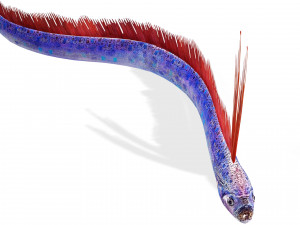 DOWNLOAD HAIRTAIL DOWNLOAD FISH DINOSAUR DINOSAUR HAIRTAIL FISH 3D MODEL ANIMATED - HAIRTAIL Model 3D