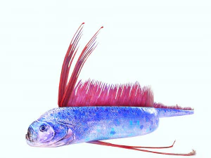 SCARICA CODA DI CAPELLI SCARICA DINOSAURO PESCE DINOSAURO CODA DI CAPELLI PESCE MODELLO 3D ANIMATO - CODA DI CAPELLI Modello 3D