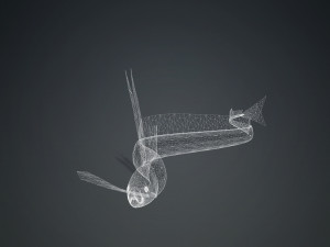DOWNLOAD HAIRTAIL DOWNLOAD FISH DINOSAUR DINOSAUR HAIRTAIL FISH 3D MODEL ANIMATED - HAIRTAIL Model 3D