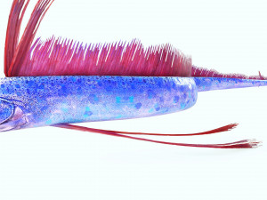 DOWNLOAD HAIRTAIL DOWNLOAD FISH DINOSAUR DINOSAUR HAIRTAIL FISH 3D MODEL ANIMATED - HAIRTAIL Model 3D