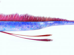 DOWNLOAD HAIRTAIL DOWNLOAD FISH DINOSAUR DINOSAUR HAIRTAIL FISH 3D MODEL ANIMATED - HAIRTAIL Model 3D