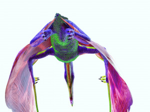 DINOSAUR DOWNLOAD TAPEJARA 3D MODEL TAPEJARA BIRD TAPEJARA RAPTOR DINOSAUR RAPTOR TAPEJAR MONSTER 3D 模型