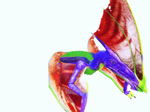 DINOSAUR DOWNLOAD TAPEJARA 3D MODEL TAPEJARA BIRD TAPEJARA RAPTOR DINOSAUR RAPTOR TAPEJAR MONSTER 3D 模型