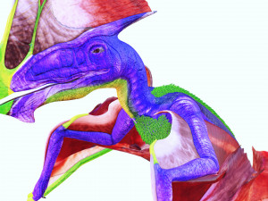 DINOSAUR DOWNLOAD TAPEJARA 3D MODEL TAPEJARA BIRD TAPEJARA RAPTOR DINOSAUR RAPTOR TAPEJAR MONSTER 3D 模型