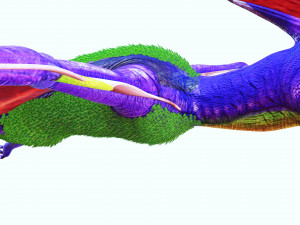 DINOSAUR DOWNLOAD TAPEJARA 3D MODEL TAPEJARA BIRD TAPEJARA RAPTOR DINOSAUR RAPTOR TAPEJAR MONSTER 3D 模型