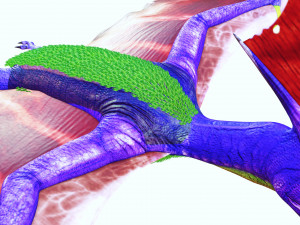 DINOSAUR DOWNLOAD TAPEJARA 3D MODEL TAPEJARA BIRD TAPEJARA RAPTOR DINOSAUR RAPTOR TAPEJAR MONSTER 3D 模型