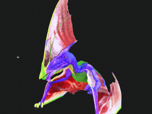 DINOSAUR DOWNLOAD TAPEJARA 3D MODEL TAPEJARA BIRD TAPEJARA RAPTOR DINOSAUR RAPTOR TAPEJAR MONSTER 3D 模型
