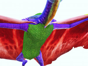 DINOSAUR DOWNLOAD TAPEJARA 3D MODEL TAPEJARA BIRD TAPEJARA RAPTOR DINOSAUR RAPTOR TAPEJAR MONSTER 3D 模型