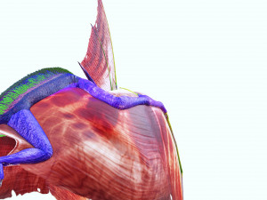DINOSAUR DOWNLOAD TAPEJARA 3D MODEL TAPEJARA BIRD TAPEJARA RAPTOR DINOSAUR RAPTOR TAPEJAR MONSTER 3D 模型