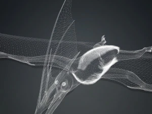 TAPEJARA TAPEJARA MONSTER TAPEJARA TAPEJARA DINOSAUR BIRD EVIL TAPEJARA DINOSAUR DINOSAUR JURASSIC 3D Model