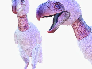 BURUNG PEMANGSA TEROR HORROR IBLIS IBLIS RAPTOR DINOSAURUS JAHAT TERBANG TEROR CHARIZARD PREHISTORIS Model 3D