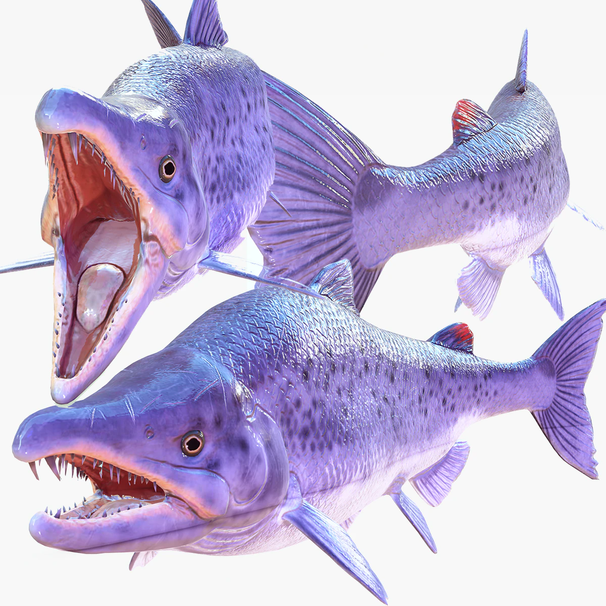 SALMON DOWNLOAD SALMON 3D MODEL SALMON SALMON DINOSAUR DINOSAUR SALMON DINOSAUR 3D Model .c4d .max .obj .3ds .fbx .stl .blend 
