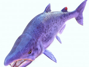 SALMON DOWNLOAD SALMON 3D MODEL SALMON SALMON DINOSAUR DINOSAUR SALMON DINOSAUR Modelo 3D