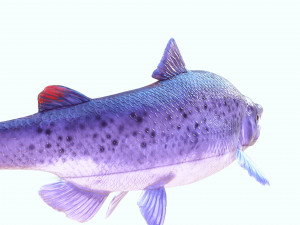 SALMON DOWNLOAD SALMON 3D MODEL SALMON SALMON DINOSAUR DINOSAUR SALMON DINOSAUR Modelo 3D