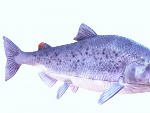SALMON DOWNLOAD SALMON 3D MODEL SALMON SALMON DINOSAUR DINOSAUR SALMON DINOSAUR Modelo 3D