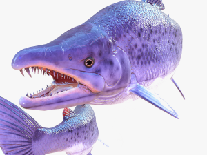 SALMON DOWNLOAD SALMON 3D MODEL SALMON SALMON DINOSAUR DINOSAUR SALMON DINOSAUR Modelo 3D