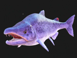 SALMON DOWNLOAD SALMON 3D MODEL SALMON SALMON DINOSAUR DINOSAUR SALMON DINOSAUR 3D Model